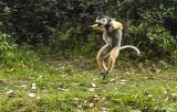 Diademed Sifaka, Andasibe 3
