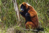 Red Ruffed Lemur, Andasibe  3