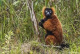 Red Ruffed Lemur, Andasibe  2