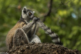 Ringtail Lemur, Mandrare 2