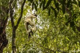 Verreaux's Sifaka, Mandrare River Camp 1