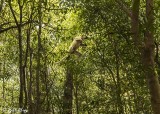 Verreaux's Sifaka, Mandrare River Camp 3