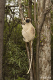 Verreaux's Sifaka, Mandrare River Camp 4