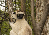 Verreaux's Sifaka, Mandrare River Camp 5