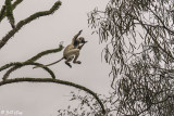 Verreaux's Sifaka, Spiny Forest, Mandrare River Camp 9