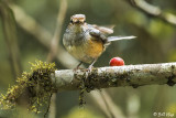 Magpie Robin, Amber Mountain  1