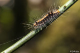 Caterpillar, Amber Mountain 1