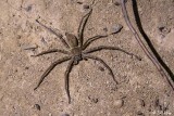 Huntsman Spider,  Iharana  1