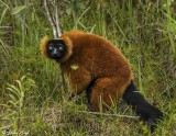 Red Ruffed Lemur, Andasibe  5