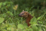 Ringtailed Mongoose, Amber Mountain  3