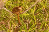 Crowned Lemur, Tsingy, Iharana Bush Camp 6