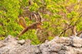 Crowned Lemur, Tsingy, Iharana Bush Camp  3