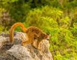 Crowned Lemur, Tsingy, Iharana Bush Camp 2