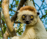 Verreaux's Sifaka, Spiny Forest, Mandrare River Camp 13