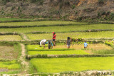 Rice Fields, Saha Forest Camp 10