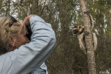 Verreauxs Sifaka, Spiny Forest, Mandrare River Camp  22
