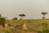 Cheetahs, Masai Mara  2