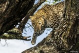Leopard, Southern Serengeti  3