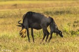 Wildebeest Birthing, Southern Serengeti  4