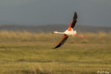 Greater Flamingo, Amboseli Ntl Park  2