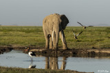 Elephants of Amboseli Ntl Park 12