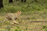 Cheetah, Southern Serengeti  1