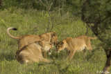 Lions, Southern Serengeti  14