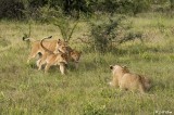 Lions, Southern Serengeti  16