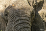 Elephant, Southern Serengeti  3