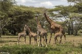 Masi Giraffes, Southern Serengeti   12