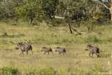 Wart Hogs, Southern Serengeti  4