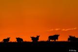 Sunrise Wilebeests, Southern Serengeti  11