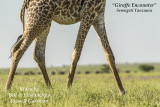 Giraffe Encounter video
