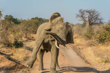 Elephant, Ruaha Ntl Park  4