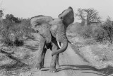 Elephant, Ruaha Ntl Park  5