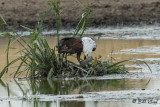 Fish Eagle, Tarangire Ntl. Park  1
