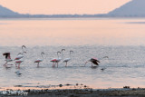 Flamingos, Tarangire Ntl. Park  1