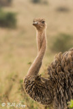 Ostrich, Tarangire Ntl. Park  1