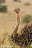 Ostrich, Tarangire Ntl. Park 1
