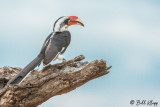 Von Derdeckens Hornbill, Tarangire Ntl. Park  2