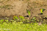 Yellow Collared Lovebirds, Tarangire Ntl. Park  1
