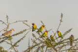 Yellow Collared Lovebirds, Tarangire Ntl. Park  2
