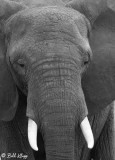 Elephant, Tarangire Ntl. Park  4