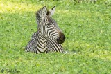 Zebra, Tarangire Ntl. Park  4