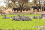 Zebras, Tarangire Ntl. Park  6