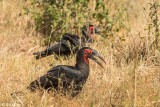 Southern Ground Hornbill, Tarangire Ntl. Park 1