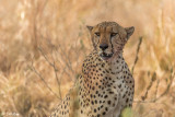 Cheetah, Tarangire Ntl. Park  1