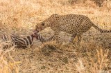 Cheetah, Tarangire Ntl. Park  2