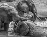 Elephants, Tarangire Ntl. Park  17