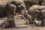 Elephants, Tarangire Ntl. Park  19